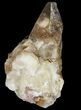 Dogtooth Calcite Crystal Cluster - Morocco #96844-1
